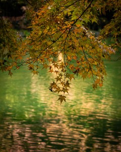 pexels-ruriko-photo-322733175-14490446